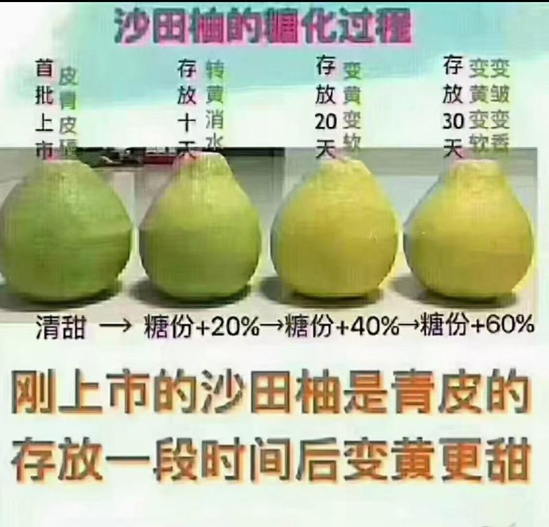广西容县沙田柚苗嫁接苗真真正正广西容县产地发货