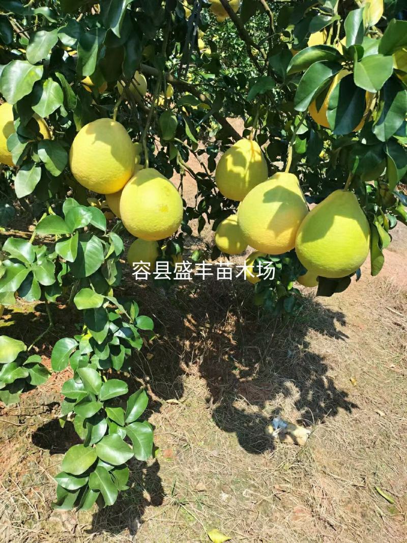 广西容县沙田柚苗嫁接苗真真正正广西容县产地发货