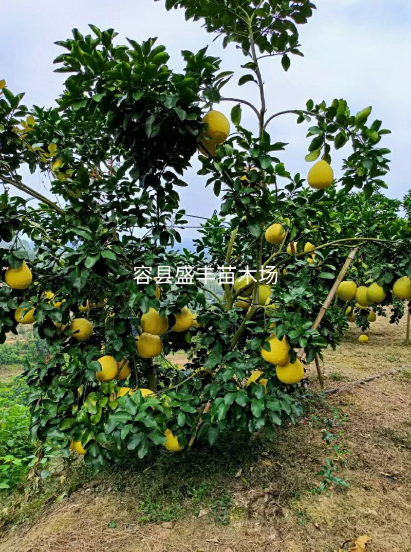 广西容县沙田柚苗嫁接苗真真正正广西容县产地发货