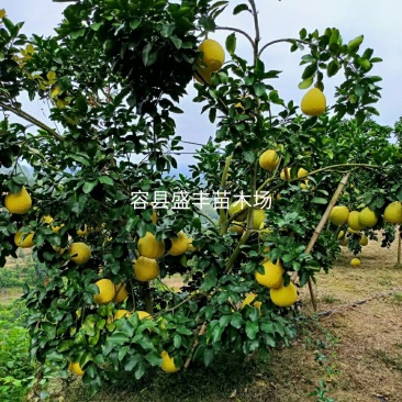 广西容县沙田柚苗嫁接苗真真正正广西容县产地发货