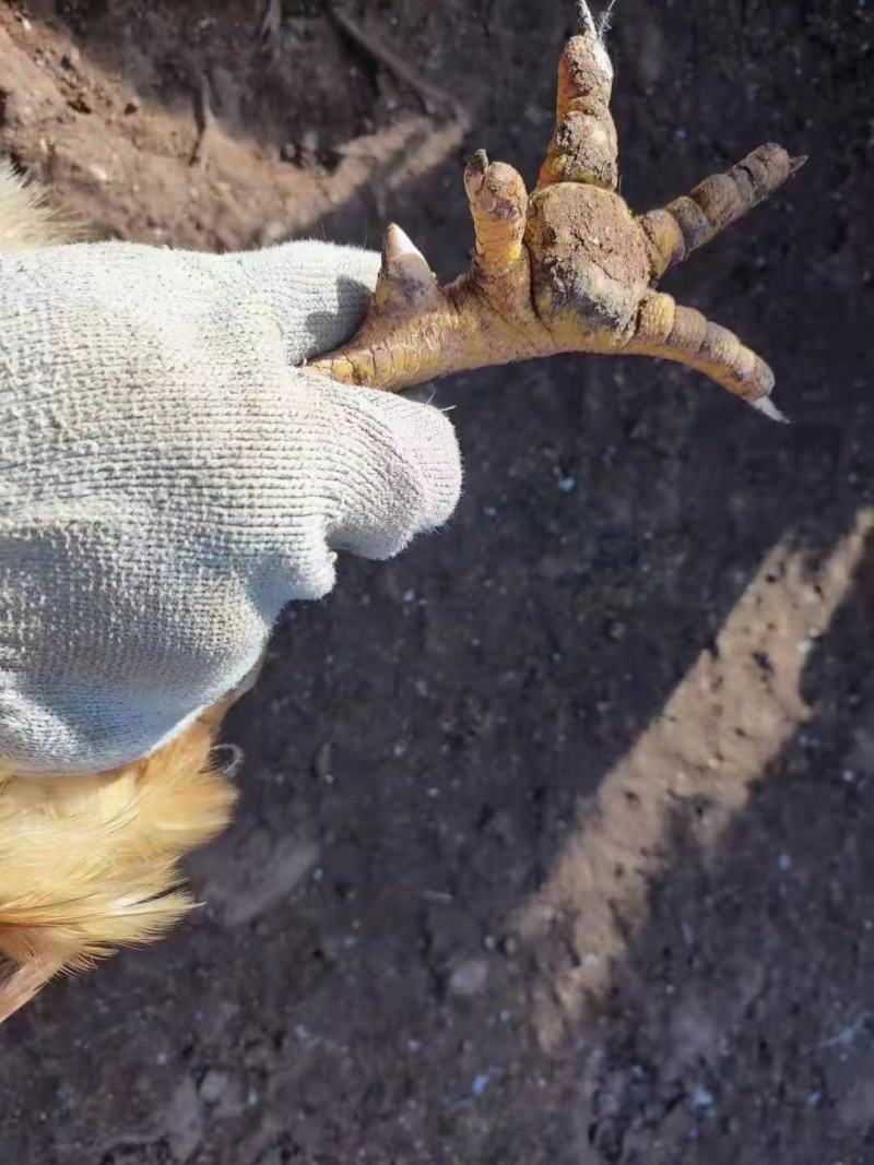 176天，均重5.8斤，3000只12字头走车