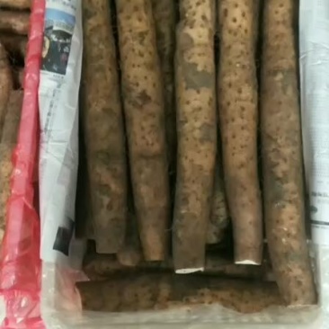 平度白玉山药，粗，棉，条形直，口感好，平度山药销往全国
