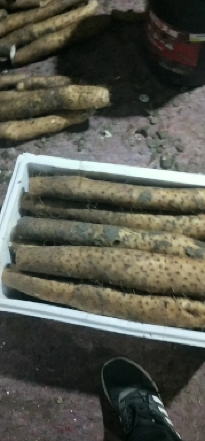 平度白玉山药，粗，棉，条形直，口感好，平度山药销往全国