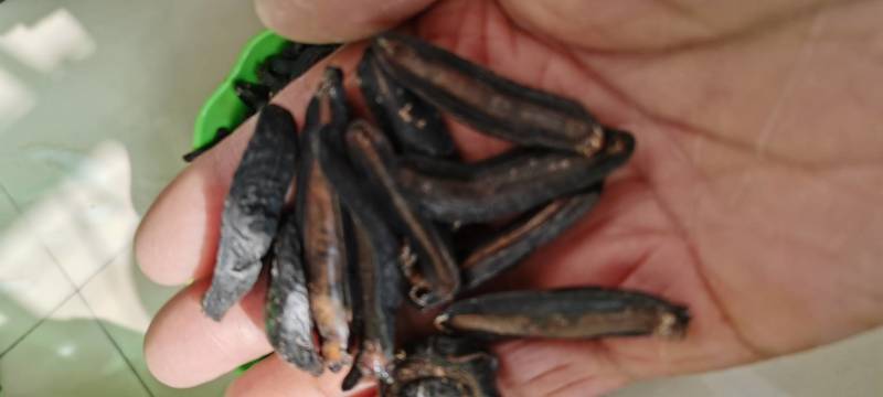 野生吸血怪水蛭产地四川甘孜洲会理野生品质佳包邮