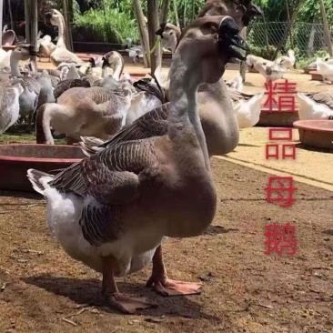 大品种狮头鹅苗，品种保证纯正！假一赔百！