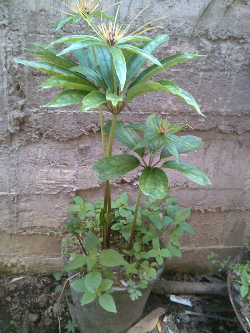 药材苗重楼苗种苗七叶一枝花苗喜阴植物盆栽地栽