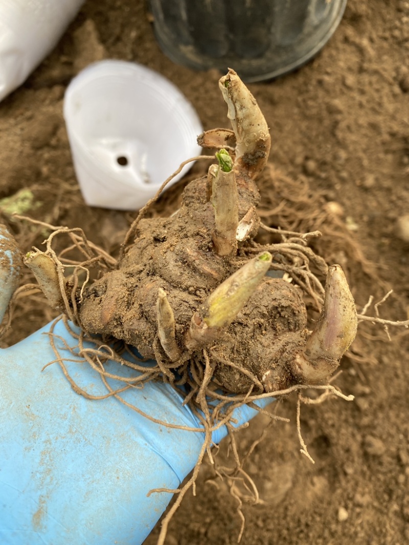 药材苗重楼苗种苗七叶一枝花苗喜阴植物盆栽地栽