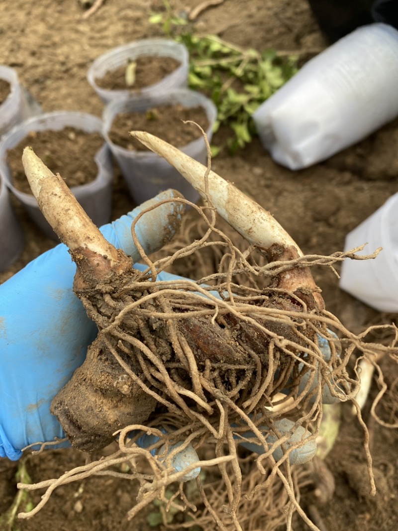 药材苗重楼苗种苗七叶一枝花苗喜阴植物盆栽地栽