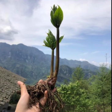 药材苗重楼苗种苗七叶一枝花苗喜阴植物盆栽地栽