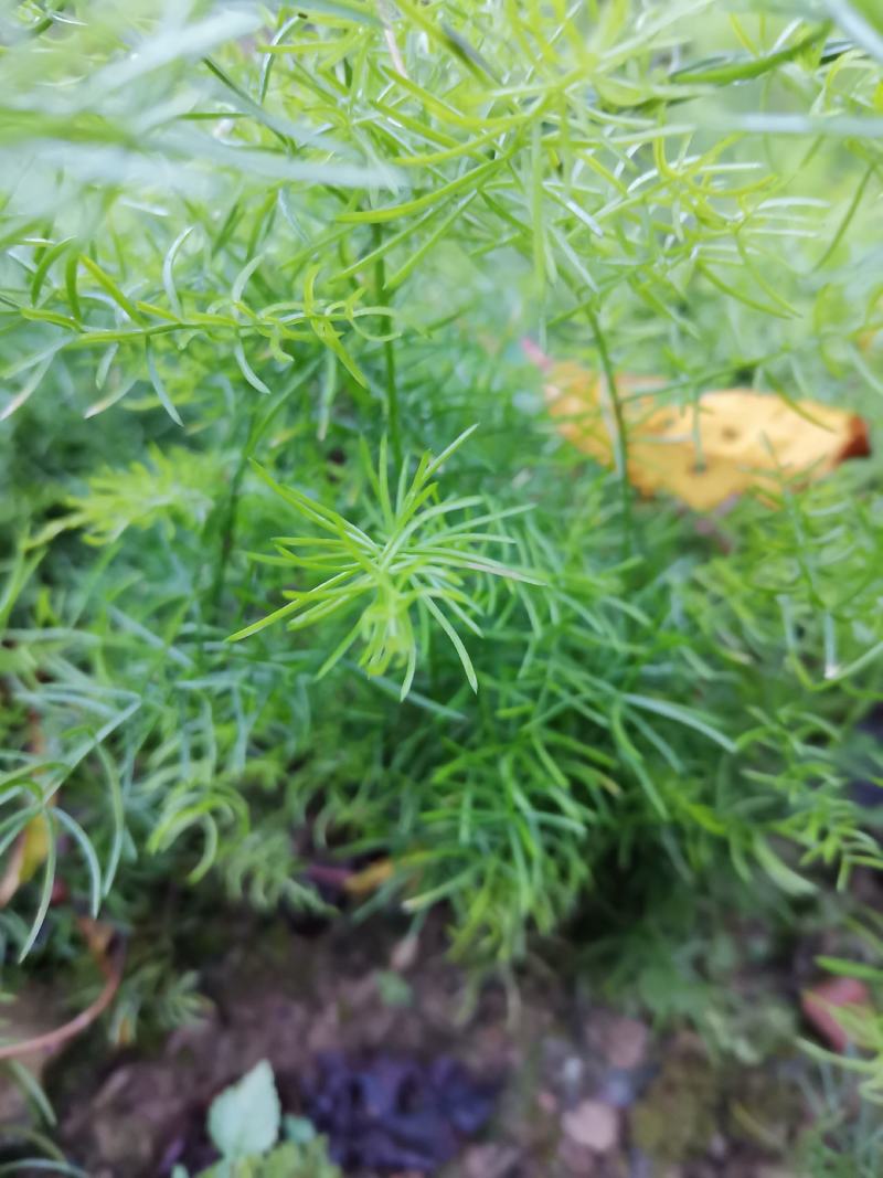 天冬苗，基地直销，优质精选改良品种，大天冬，产地货源。