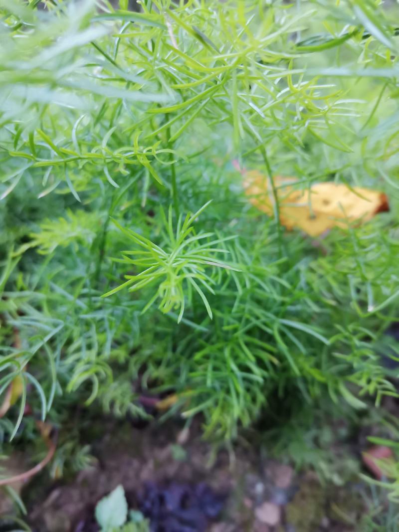 天冬苗，基地直销，优质精选改良品种，大天冬，产地货源。