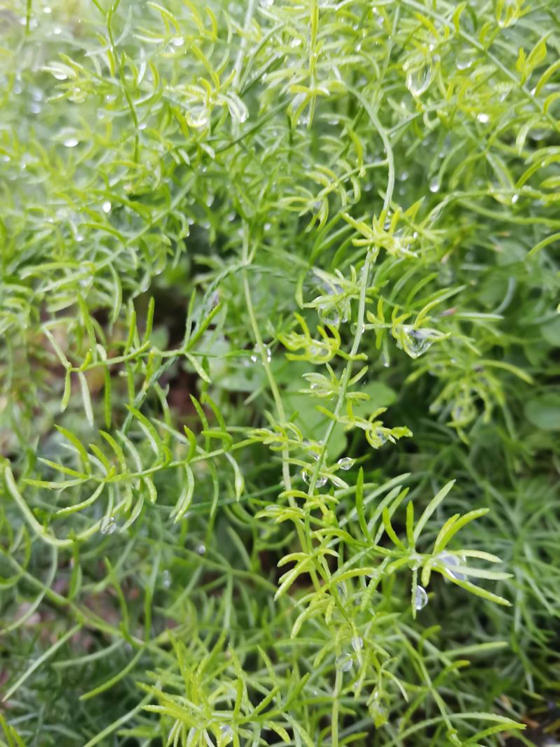 天冬苗，基地直销，优质精选改良品种，大天冬，产地货源。