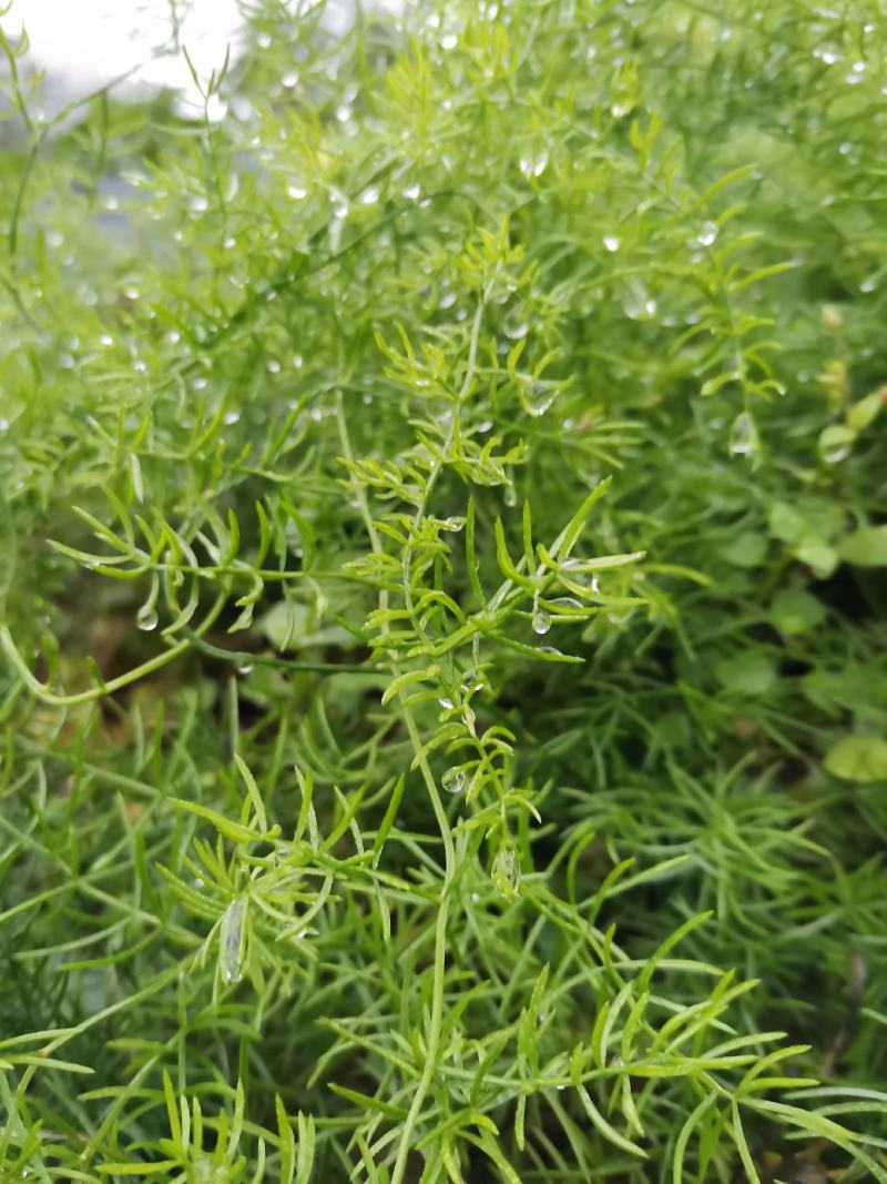 天冬苗，基地直销，优质精选改良品种，大天冬，产地货源。