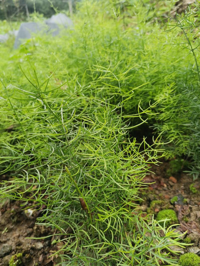 天冬苗，基地直销，优质精选改良品种，大天冬，产地货源。