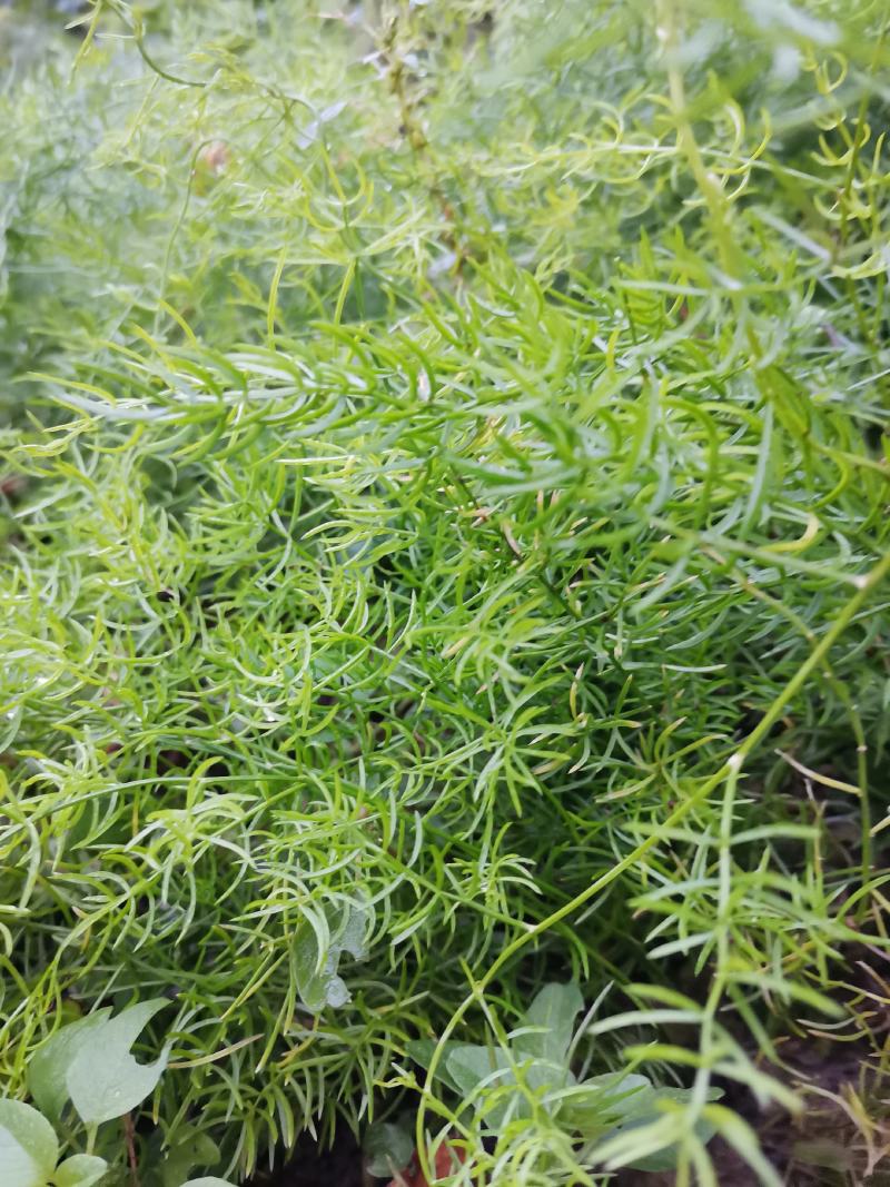 天冬苗，基地直销，优质精选改良品种，大天冬，产地货源。