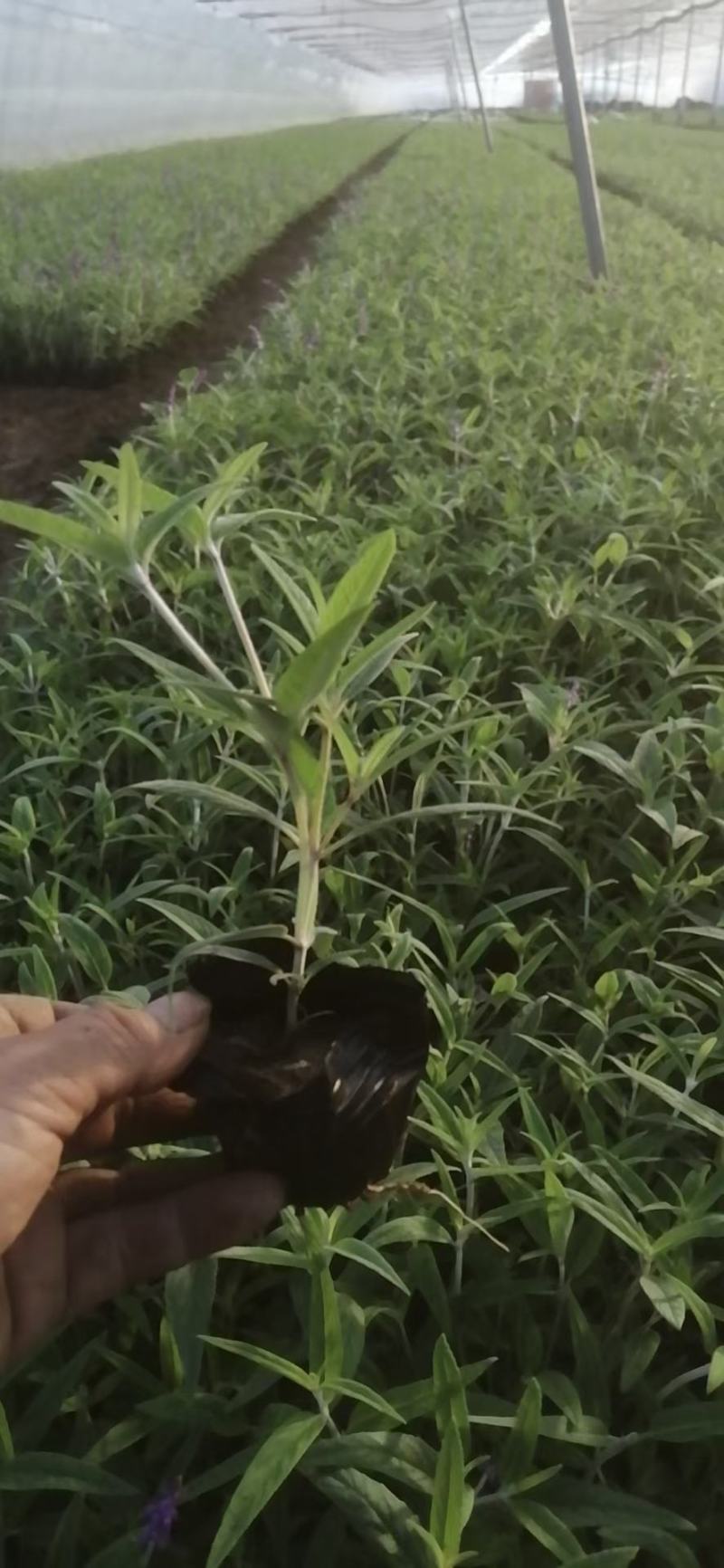 山东墨西哥鼠尾草，基地直销大量有货质量保证，量大
