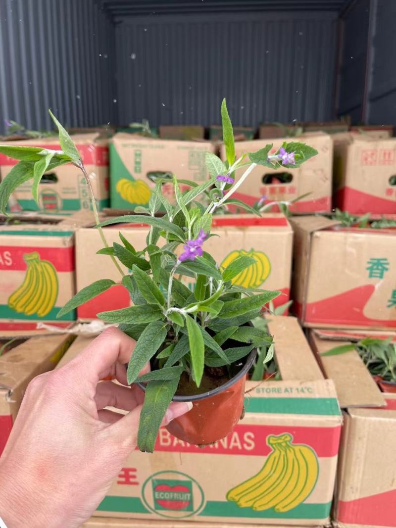 山东墨西哥鼠尾草，基地直销大量有货质量保证，量大