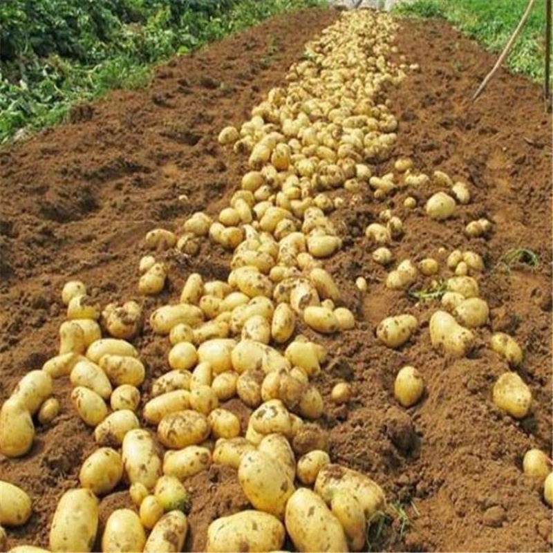 定西黄心.白心土豆大量批发.口感好、含淀粉含量丰富