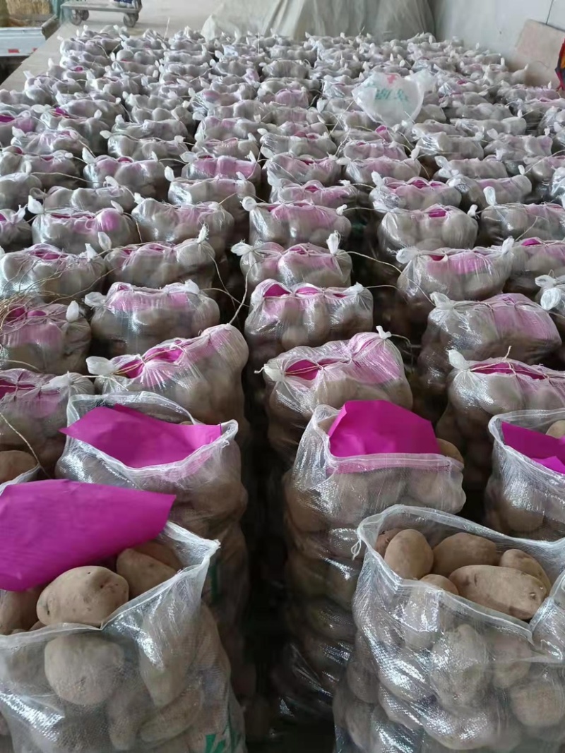 定西黄心.白心土豆大量批发.口感好、含淀粉含量丰富
