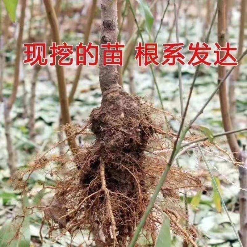 秋彤桃树苗嫁接寿桃地栽早熟晚熟冬桃甜油桃蟠桃南北方种植