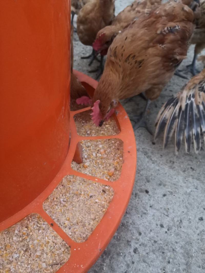 纯粮食散养土鸡红冠乌皮