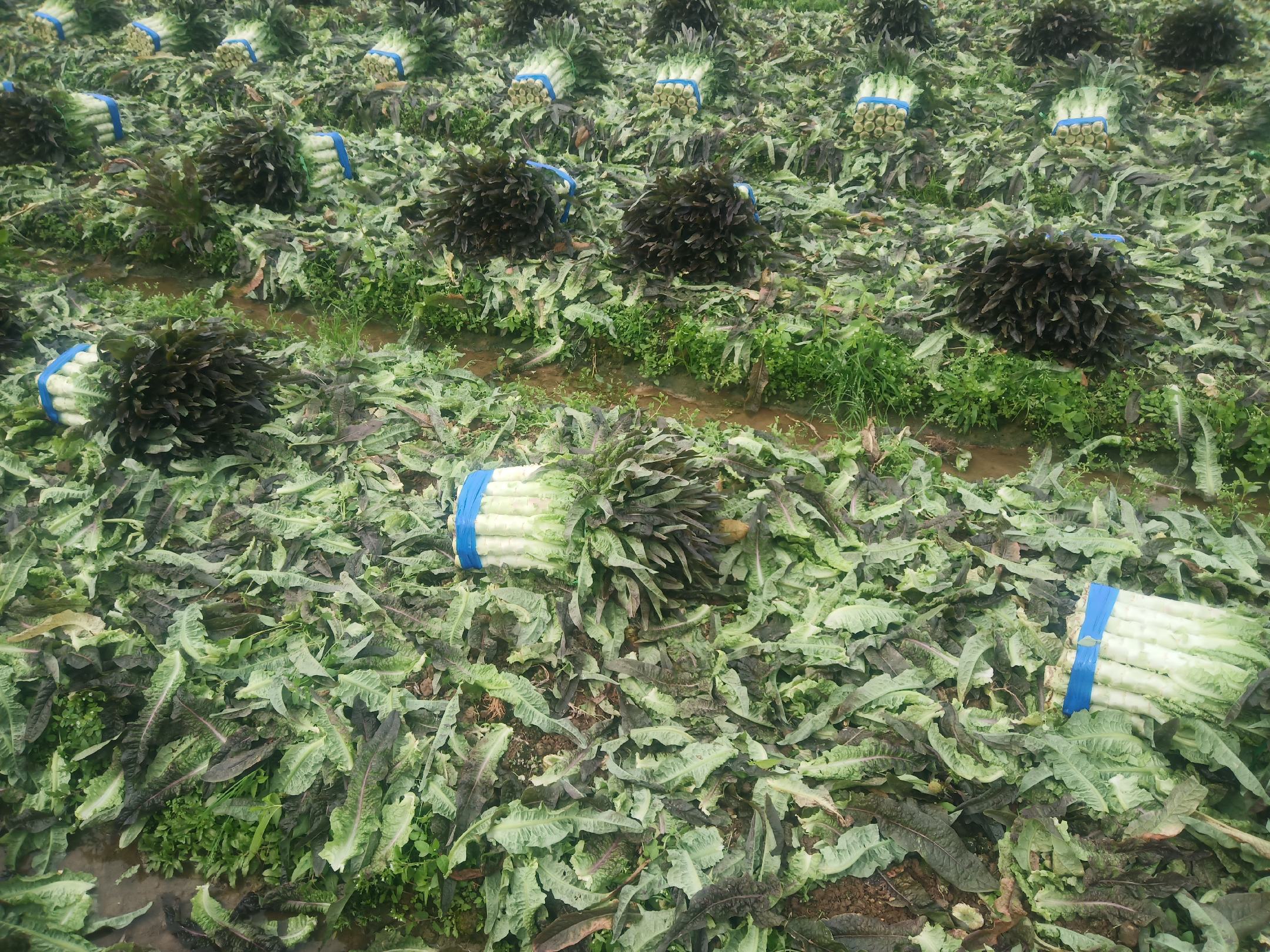 湖北农村的红菜苔丰收季节,农民正在田间采摘,竹筐中堆满了新鲜的红菜苔,背景是蓝天白云下的田野,呈现出一派丰收喜悦的景象 湖北红菜苔丰收场景