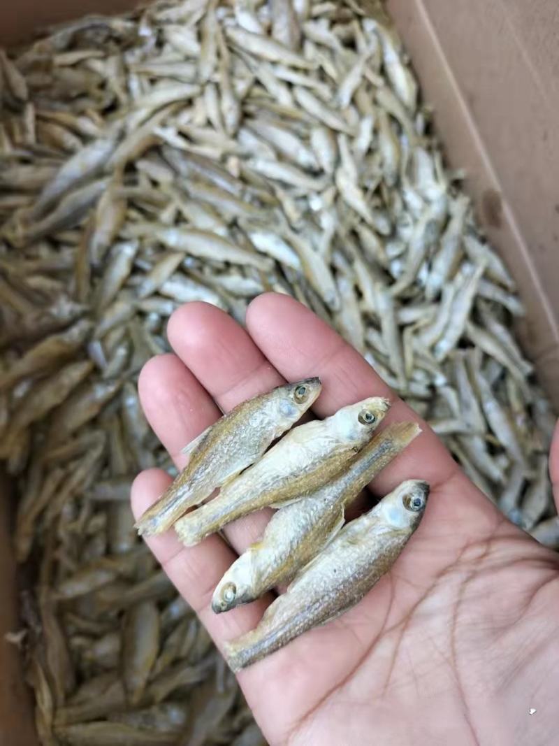 鱼干麦穗鱼干批发小鱼干小鱼仔东北水煮麦穗鱼干厂家