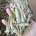 鱼干麦穗鱼干批发小鱼干小鱼仔东北水煮麦穗鱼干厂家