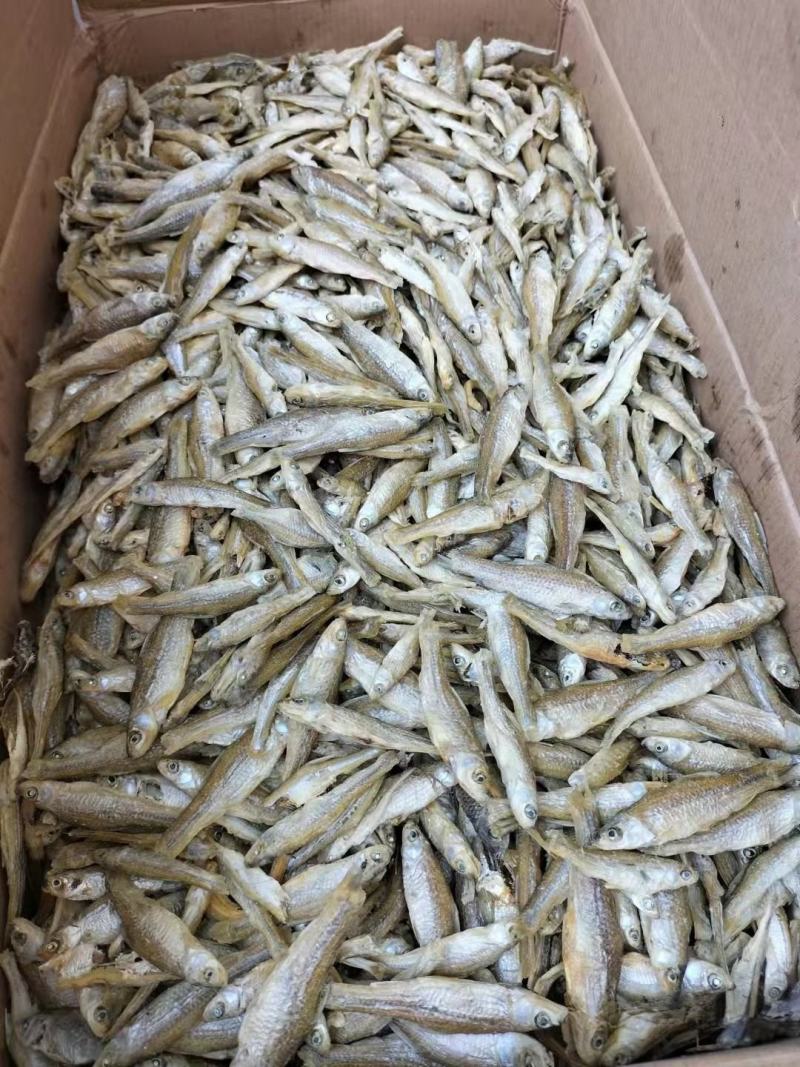 鱼干麦穗鱼干批发小鱼干小鱼仔东北水煮麦穗鱼干厂家