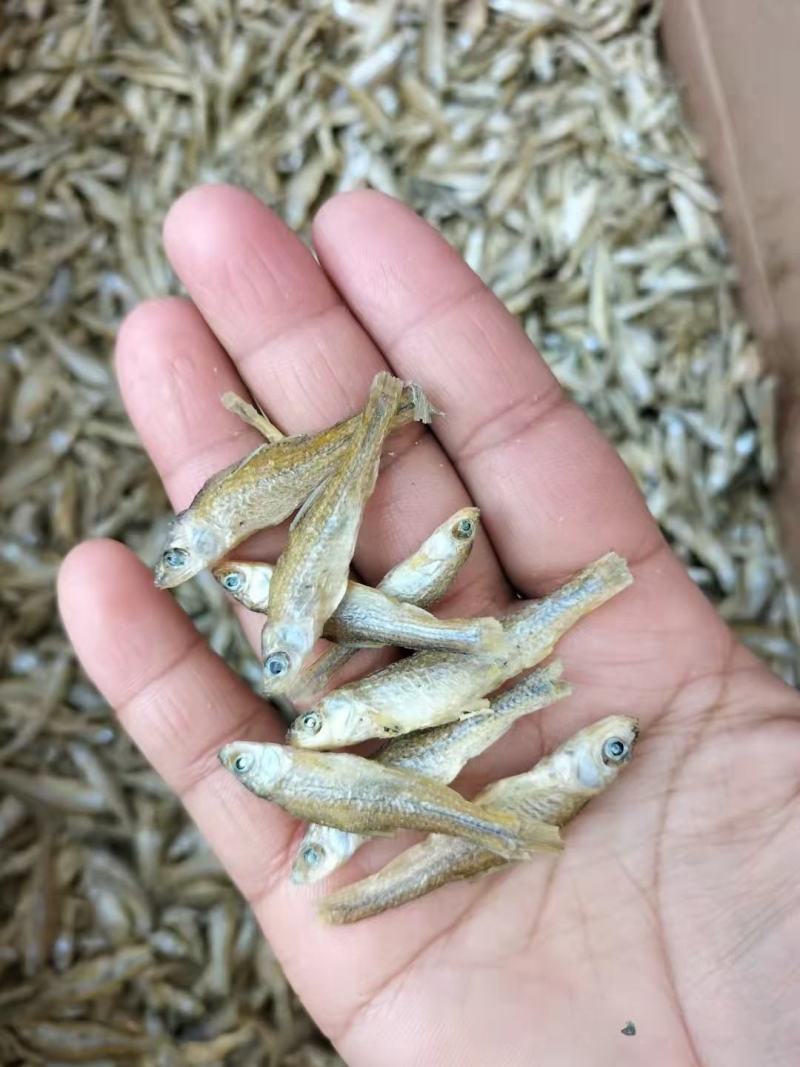 鱼干麦穗鱼干批发小鱼干小鱼仔东北水煮麦穗鱼干厂家
