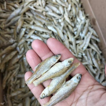 鱼干麦穗鱼干批发小鱼干小鱼仔东北水煮麦穗鱼干厂家