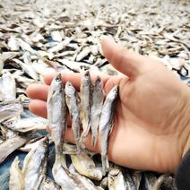 吉林产白条鱼干产地批发，白条鱼干餐条鱼干蓝刀鱼厂家直销
