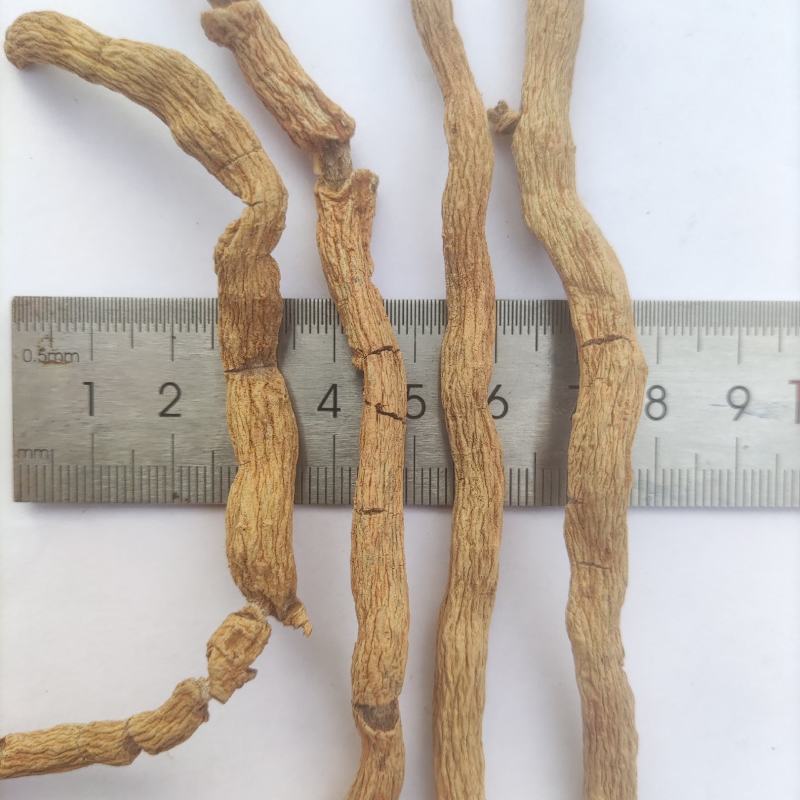 巴戟天批发三级头巴戟天货源稳定全年供货