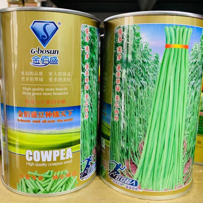 新培育高产长豇豆种子真翠7号荚长肉厚，翠绿长豆角种子春秋