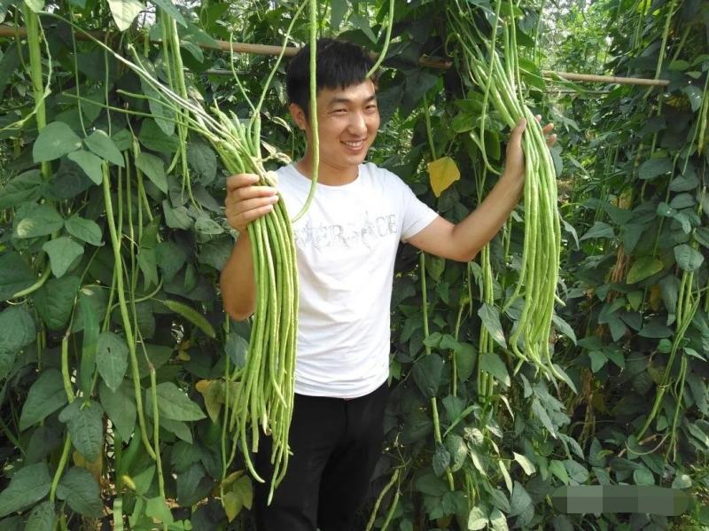 欧兰德荚多多2号豆角种子肉厚翠绿长豇豆种子荚条顺直三季