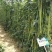 欧兰德荚多多2号豆角种子肉厚翠绿长豇豆种子荚条顺直三季