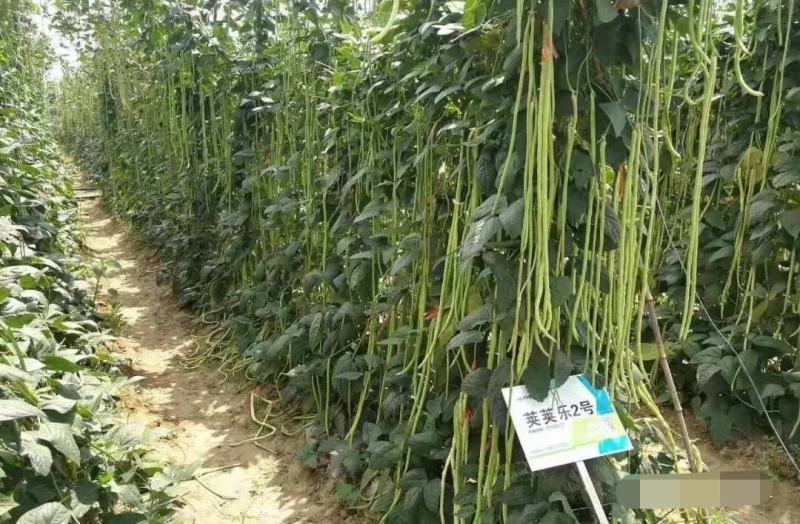 欧兰德荚多多2号豆角种子肉厚翠绿长豇豆种子荚条顺直三季