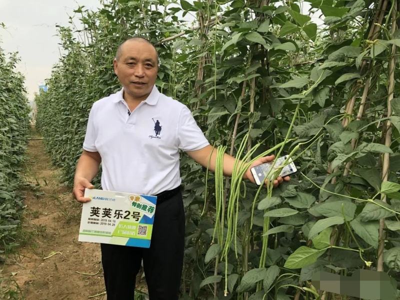 欧兰德荚多多2号豆角种子肉厚翠绿长豇豆种子荚条顺直三季