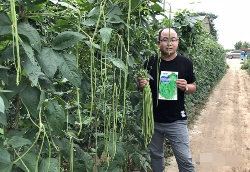 欧兰德荚多多2号豆角种子肉厚翠绿长豇豆种子荚条顺直三季