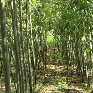 大量竹柳树苗出售