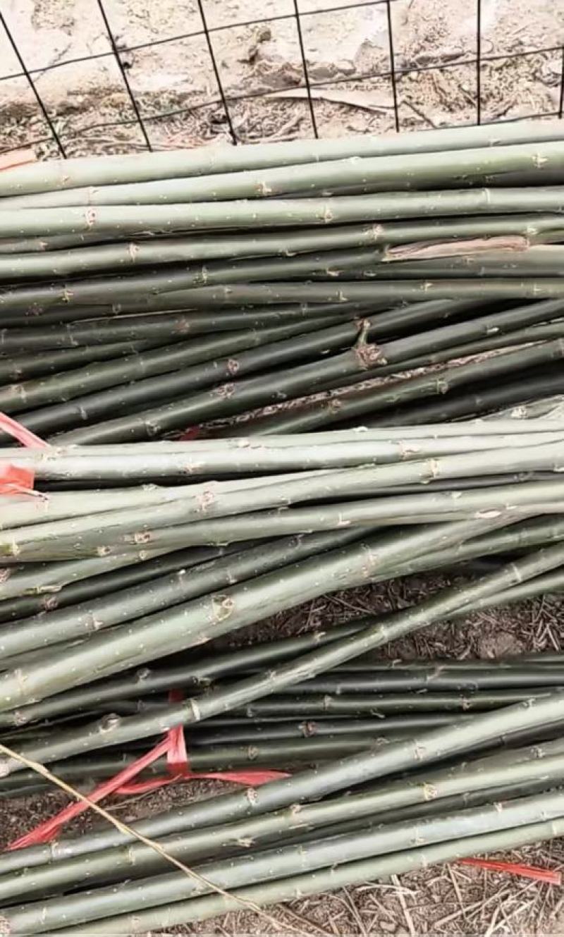 大量竹柳树苗出售