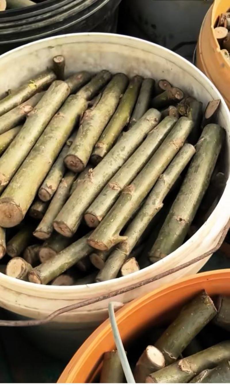 大量竹柳树苗出售