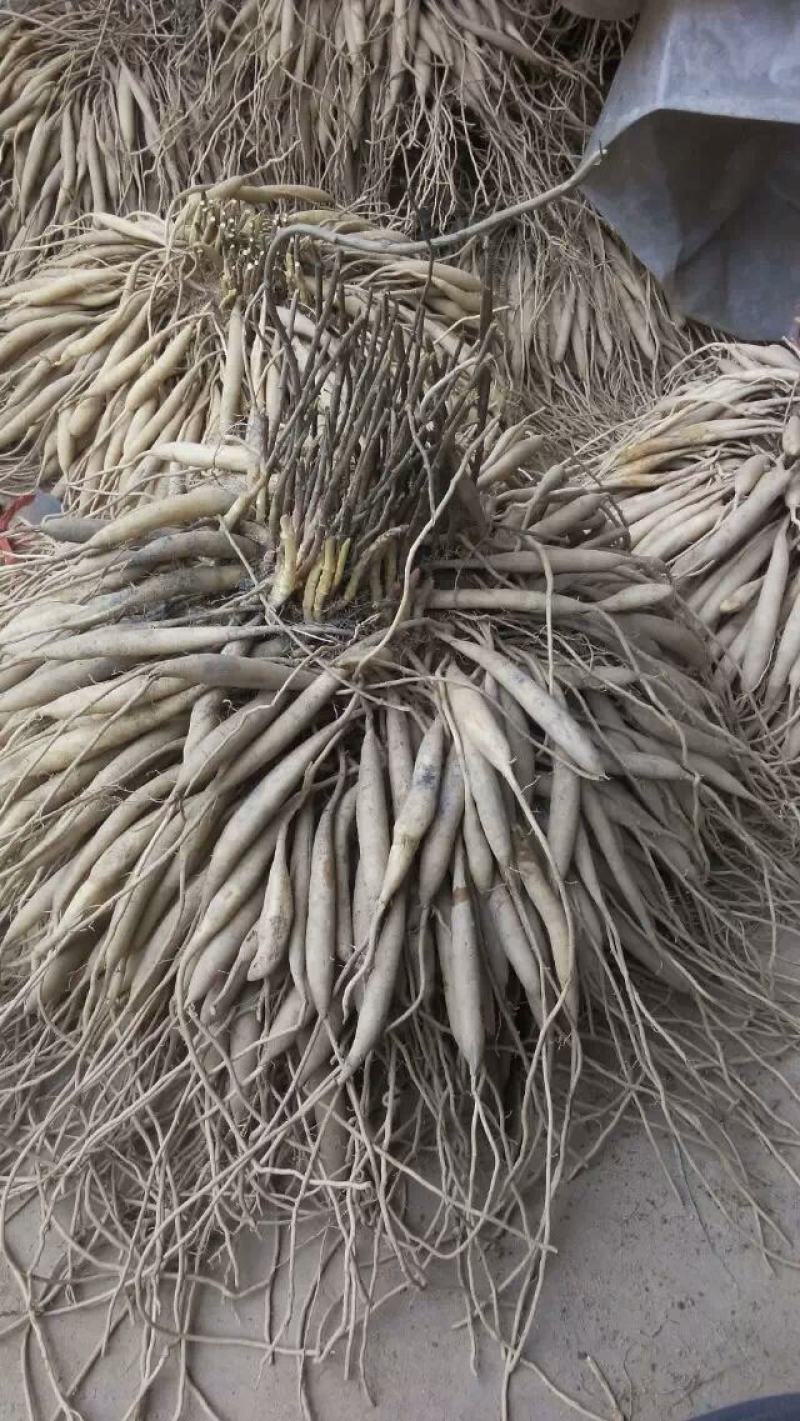 天冬苗实生苗广西灵山正品500株起包邮