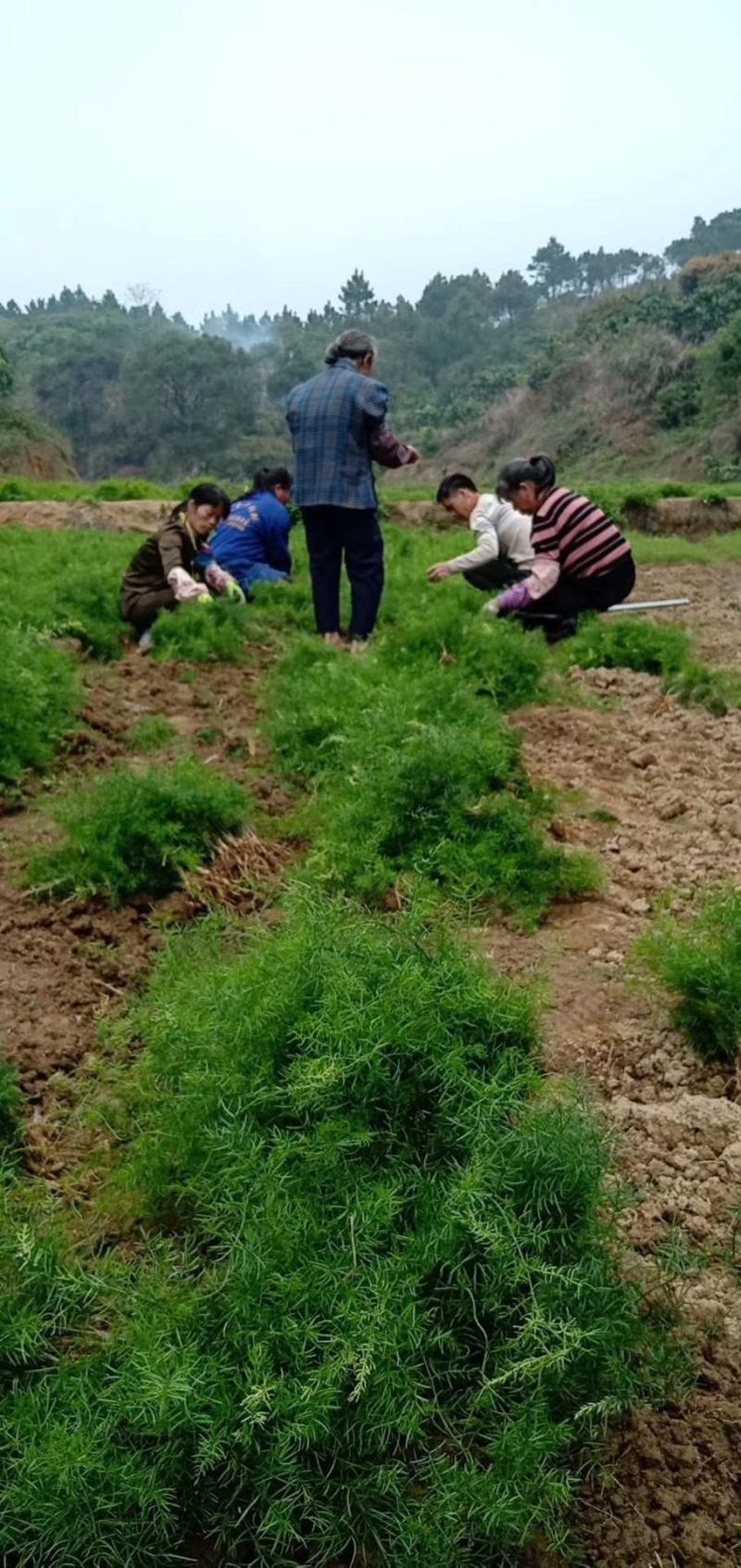天冬苗实生苗广西灵山正品500株起包邮
