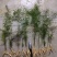 天冬苗实生苗广西灵山正品500株起包邮