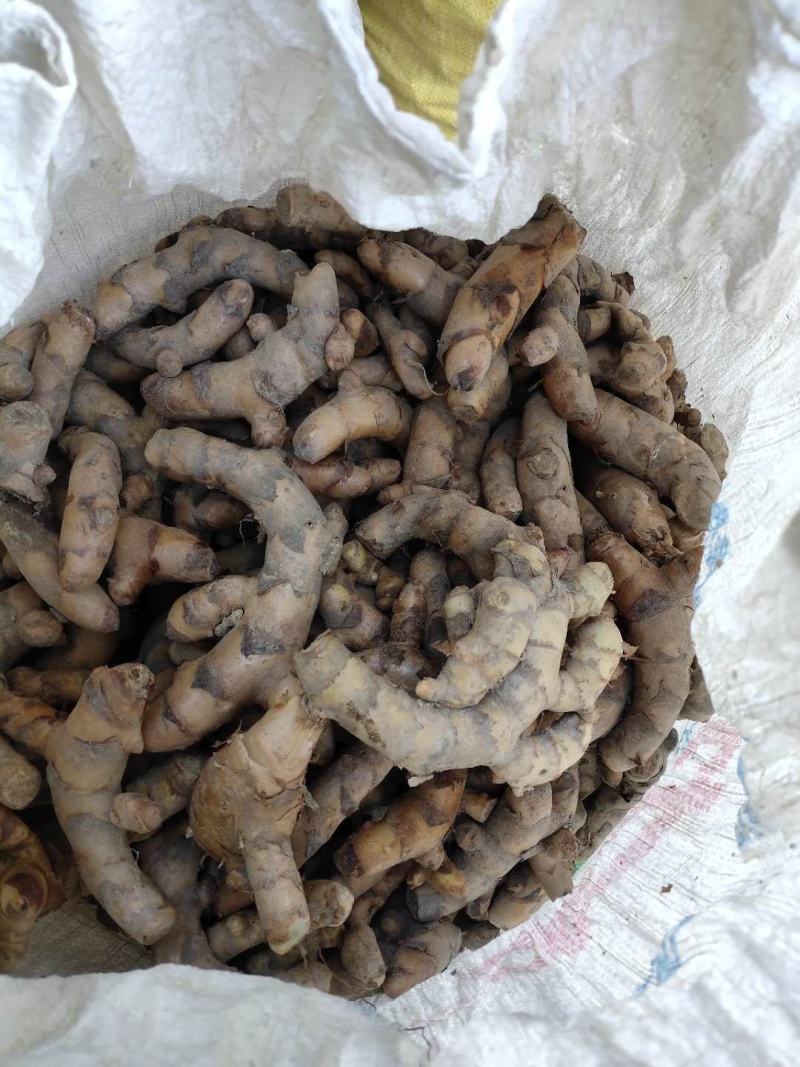 蓝心姜，高含量莪术种头