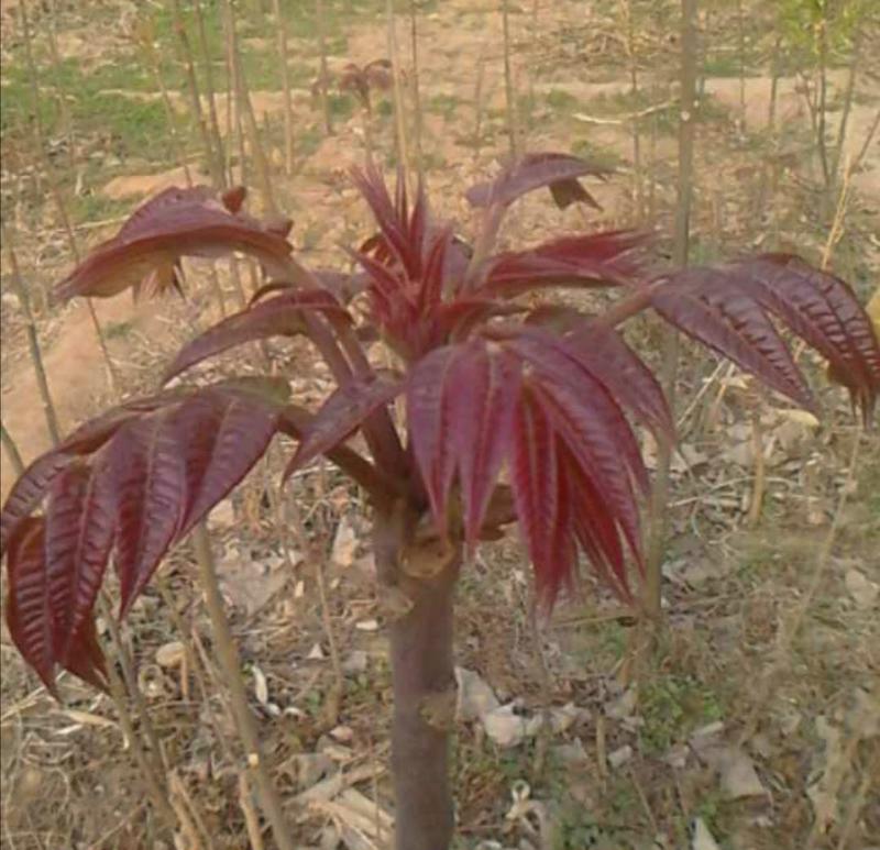5公分香椿树苗红油香椿树苗绿化专用香椿树苗