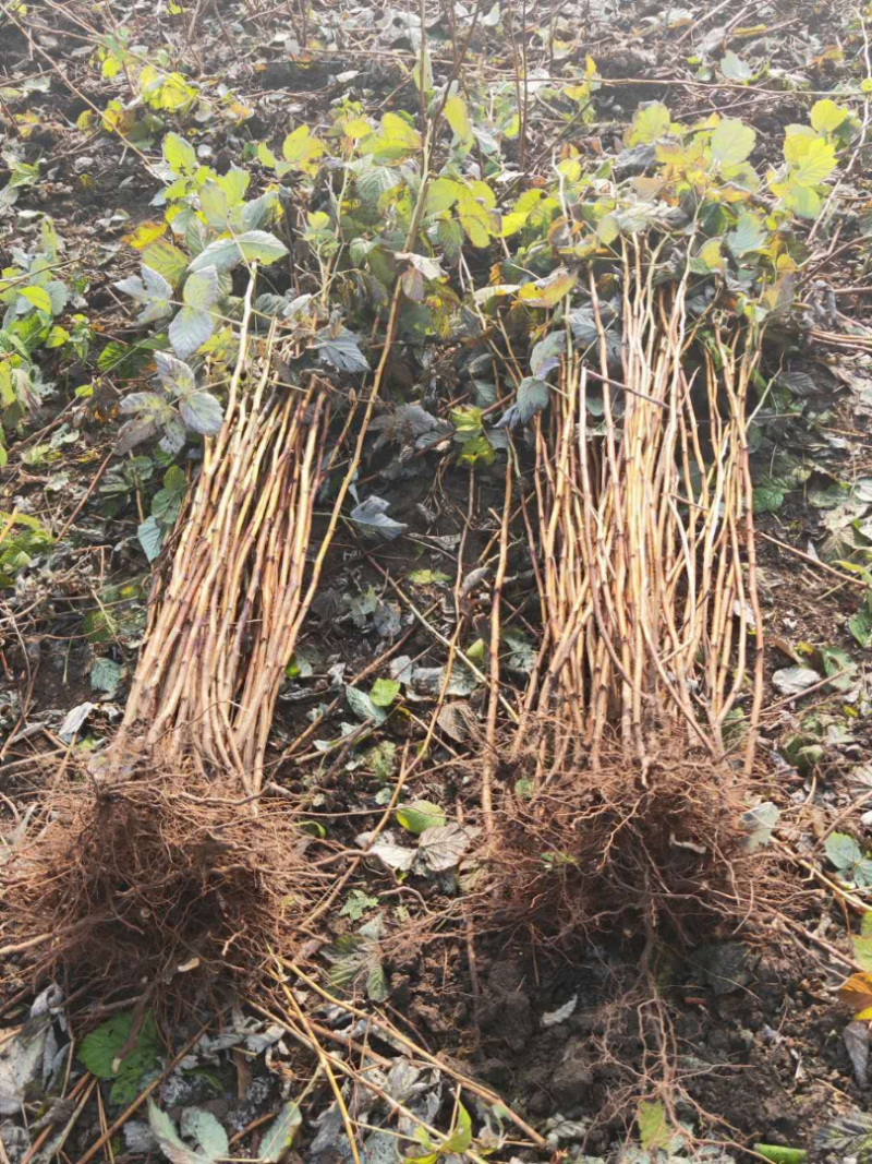 树莓苗红树莓苗，双季红树莓苗产量高品质好常年批发树莓苗
