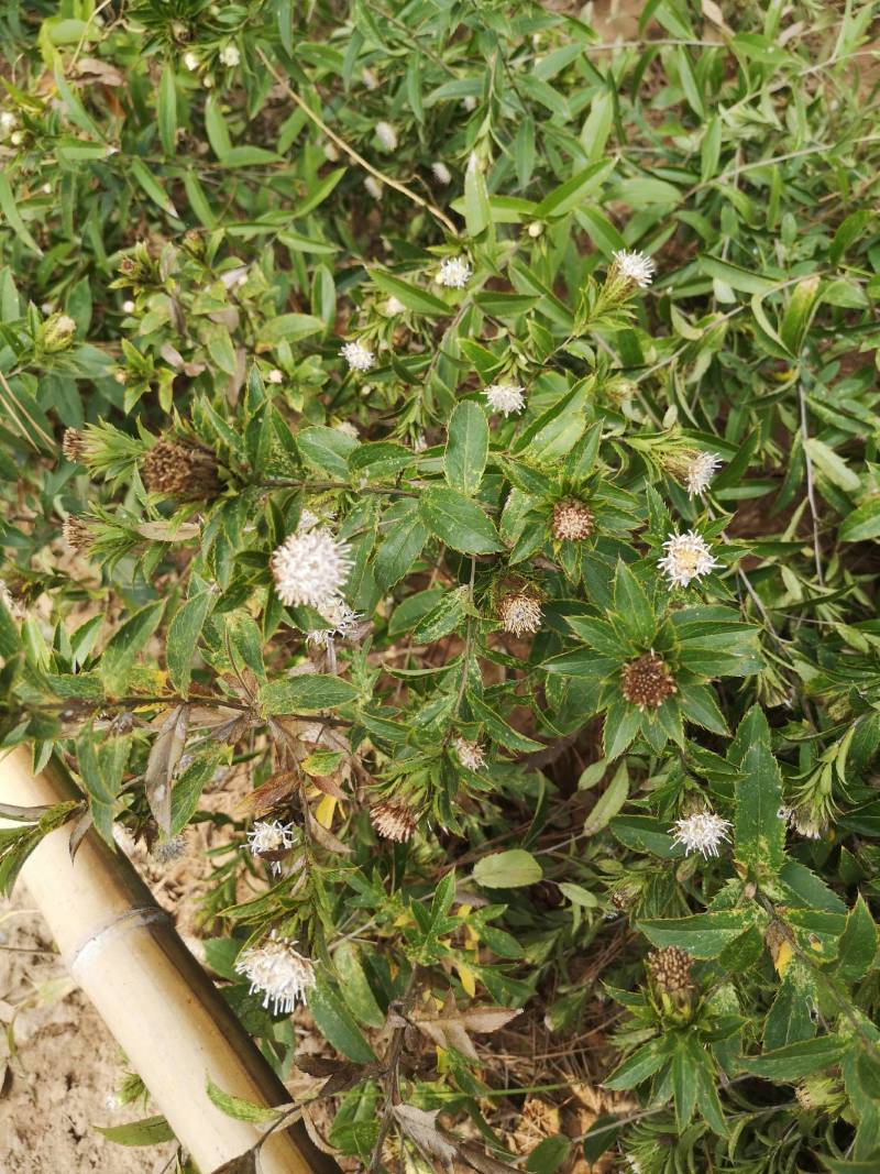 茅苍术苗