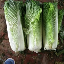 秋绿白菜，